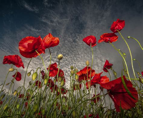 Poppy Flower Amazing High Resolution Wallpapers 2015 All Hd Wallpapers