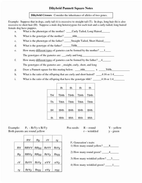 Learn how to use punnett squares to calculate probabilities of different phenotypes. Dihybrid Cross Worksheet Answers New Punnett Square ...
