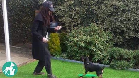 How to Train a Puppy for a Groomer Visit | Tips & Tools