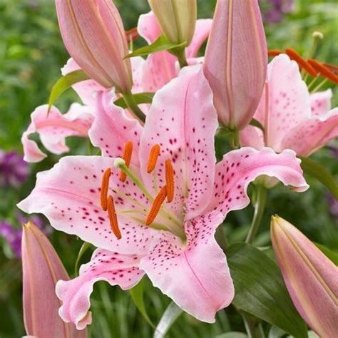 Lily Giant Oriental Collection Mirror Garden Offers