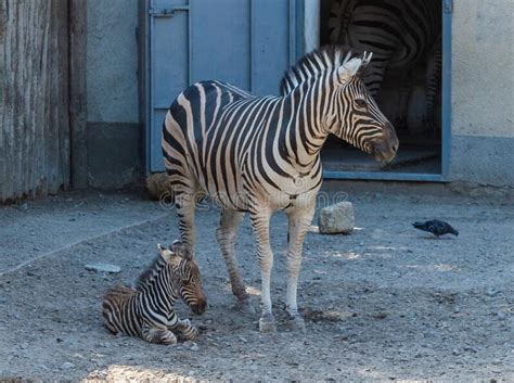 In The Zoo Near Its Mother Baby Zebra Stock Image Image Of Stripes