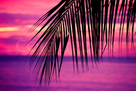 Palm Tree Leaf Silhouette In A Sunset Stock Photo Colourbox