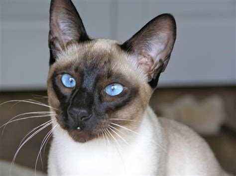 Seal Point Siamese Kittens For Sale Near Me