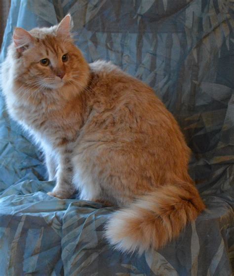 Hypoallergenic Cats Breeds Uk