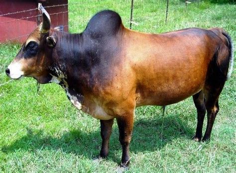 Gambar Ternak Sapi Brahman 12 Gambar Ternak Sapi