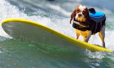 Annual Dog Surfing Competition Hd Pictures Hd Photos