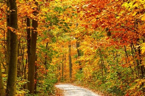 The 10 Best Places To Go For A Fall Foliage Road Trip Altdriver