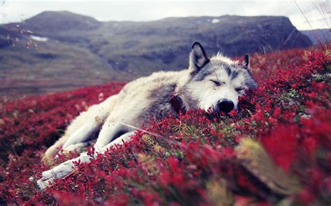 mountains, Nature, Animals, Wildlife, Dogs, Sleeping, Wolves Wallpapers ...