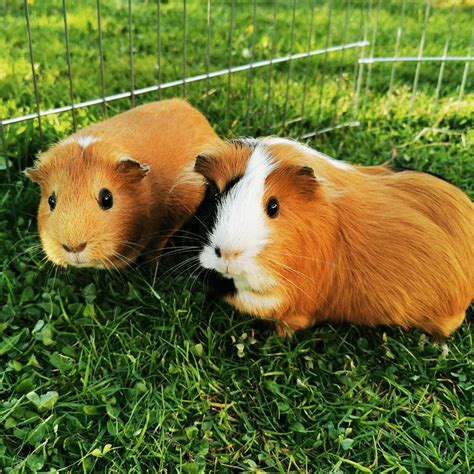 Guinea Pig Or Hamster Which Is Right For You Learn The 7 Key