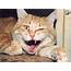 Domestic Cat  Photos And Descriptions Of Animals An Educational