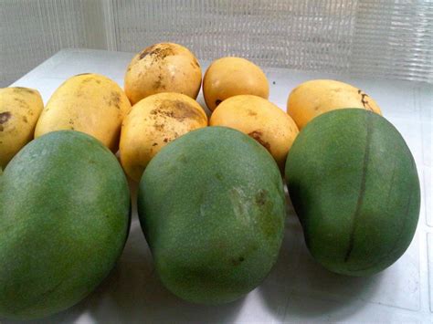 The Green Grocer Green Mangoes Like No Other