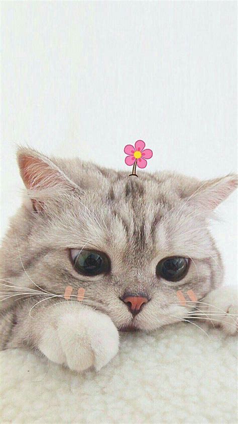 Top 71 Hình ảnh đẹp Cute Mèo đẹp Nhất Sec