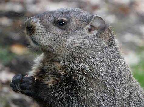 Groundhog Day 2020: When Rodent Predicts Spring In Metro Detroit | Royal Oak, MI Patch