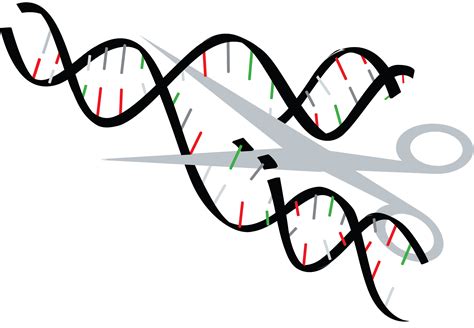 Debate Begins Over Ethics Of Genetic Editing Bioedge Daftsex Hd