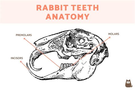 How Many Teeth Do Rabbits Have Rabbit Teeth Anatomy
