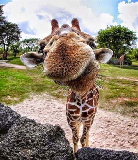 Crazy Giraffes ~ Silly Bunt