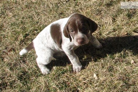 King german shorthaired pointer puppies for sale produce just the best, with 12+years. Pumpkin: German Shorthaired Pointer puppy for sale near Denver, Colorado. | 1b1f83fd-9e61