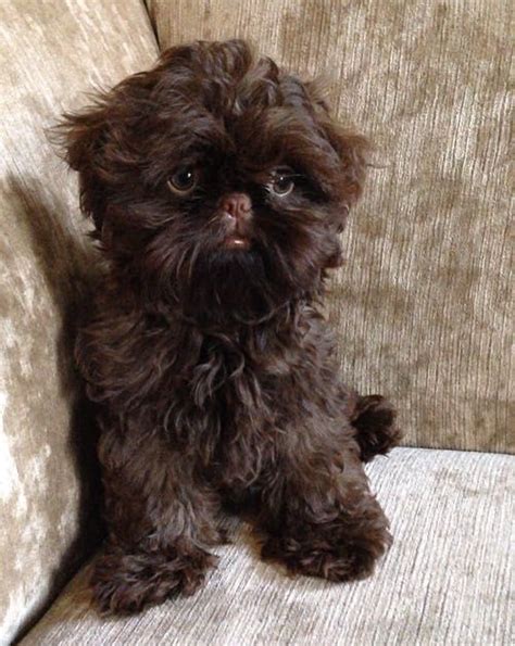 Maybe you would like to learn more about one of these? SOLD! Solid chocolate full imperial shih tzu puppy | Bradford, West Yorkshire | Pets4Homes
