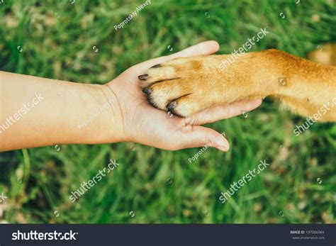 Dog Paw Human Hand Doing Handshake Stock Photo 197066084 Shutterstock