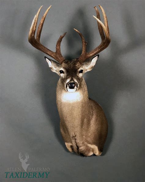 Whitetail Deer Mounts Positions