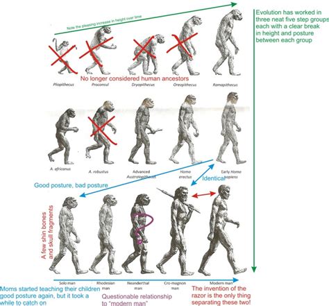 Human Anatomy Evolution