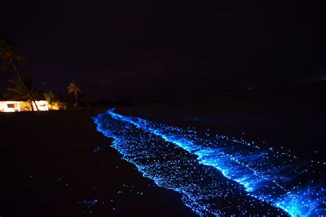 Best Time To See Bioluminescent Plankton In Maldives 2020 Roveme