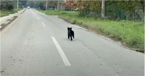Un Perro Se Escapó Desesperadamente Y Condujo Más Rápido Para Sacarlo