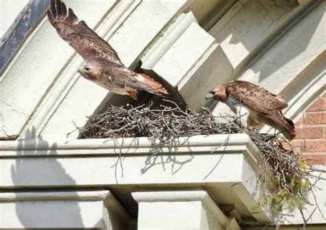 New Red Tailed Hawk Nest Cam Adds To Views Of Soaring Raptors