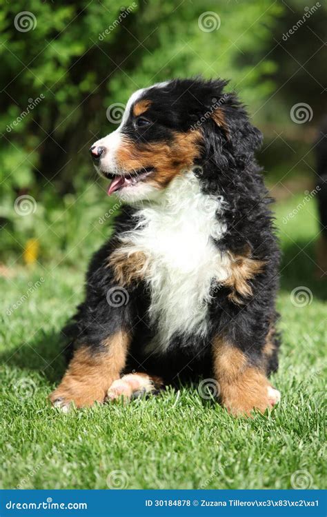 Bernese Mountain Dog Puppy Sitting On The Grass Stock Photo Image Of