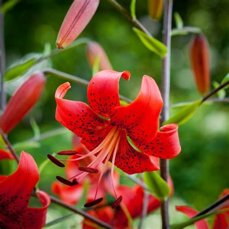 Tall Garden Lilium Tiger Lily Red From Growing Colors