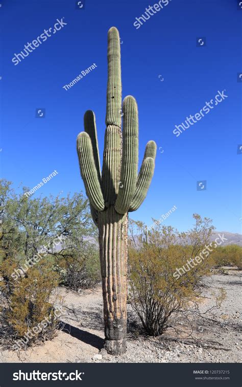 Large Old Saguaro Cactus Saguaro National Stock Photo 120737215