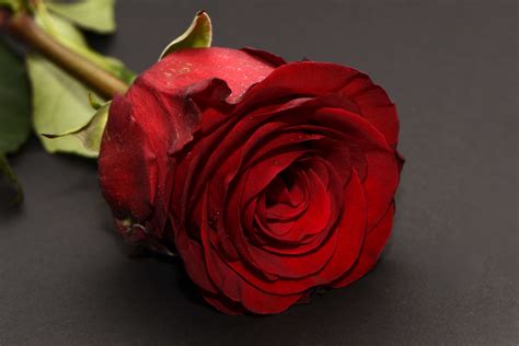 Romantic Love Romantic Red Rose Flower X Download Hd Wallpaper Wallpapertip