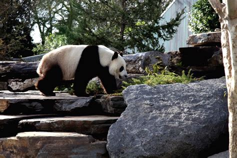Australia Adelaide Zoo Chinese Panda Mating Expectation