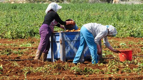 무료 이미지 농장 식품 생기게 하다 야채 수확고 흙 농원 키프로스 감자들 농촌 지역 리오 페 트리 농업 경제학자 농가 4483x2521