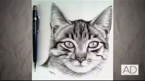 Dibujo Gato Realista Drawing Realistic Cat Speed Drawing Time Lapse