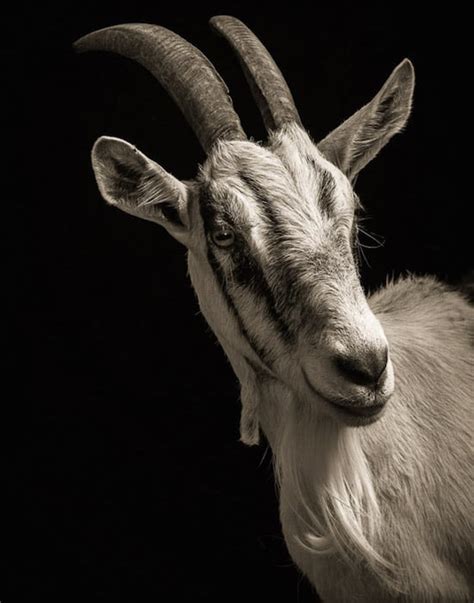 Dramatic Black And White Studio Portraits Of Goats And Sheep