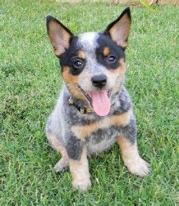 We have blue heeler house training solutions, so housebreaking blue heeler puppies will be fast and easy. blue heeler puppies for sale in alabama | Blue heeler puppies, Heeler puppies, Cattle dog