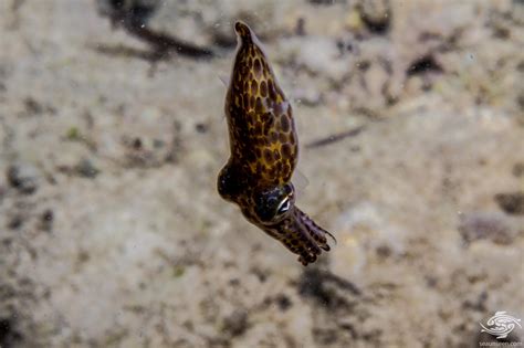 Pygmy Squid Facts And Photographs Seaunseen