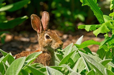 Rabbit Resistant Plants What Are Some Plants Rabbits Wont Eat