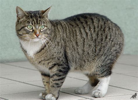 Короткошерстные породы кошек: наиболее распространенные виды