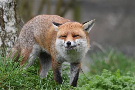 Adult Red British Fox Stock Image Image Of Threatened 88527409