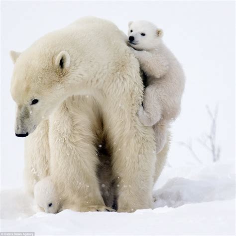 Adorable Polar Bears Cubs Clamber On Mom In Canada Daily