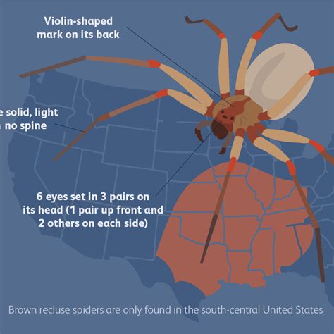 Graphic All About The Brown Recluse Spider Brown Recluse Spider Vrogue