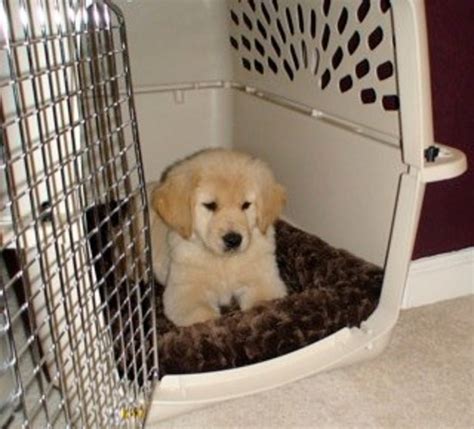 You can begin training your labrador retriever puppy where to go potty and how to communicate his needs to you as soon as you bring him home. How To Potty Train A Puppy Completely In 7 Days | HubPages