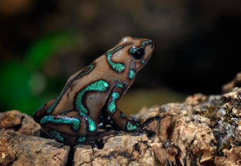 Dendrobates Auratus Camouflage Poison Dart Frog Древолазы Дикие
