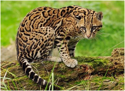Facts About Ocelots