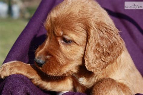 On this page are some pictures of our irish setter puppies at various stages of development. cute Irish Setter puppy | Irish setter dogs, Irish setter ...