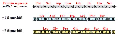 0 ratings0% found this document useful (0 votes). Three protein sequences are possible from the same mRNA ...
