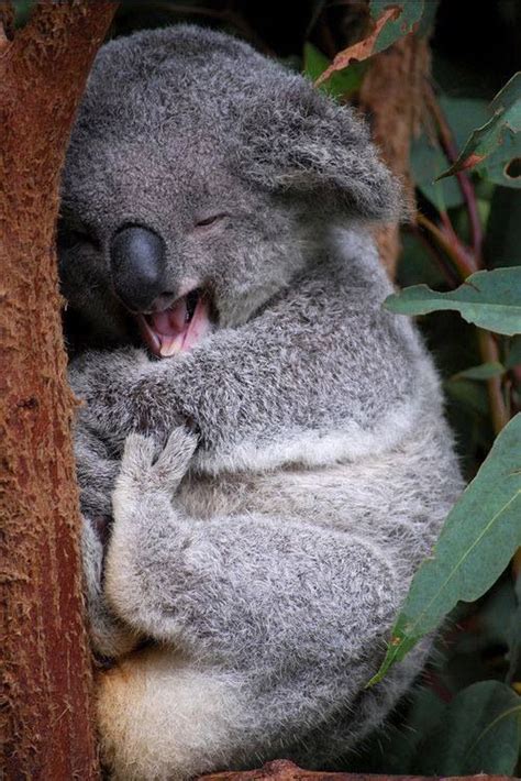 Sleeping Koala Aww Thats So Cute Animals Happy Animals Nature