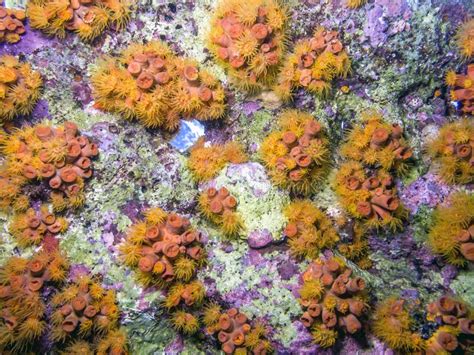 Orange Cup Corals Stock Image Image Of Reef Leeward 103962563